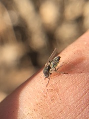 Diptera