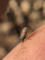 Diptera