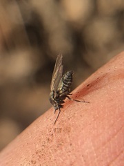 Diptera