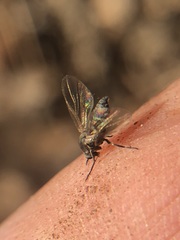 Diptera