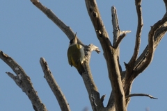 Picus viridis