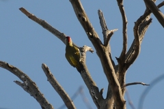 Picus viridis