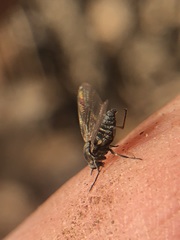 Diptera