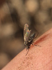 Diptera