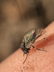 Diptera