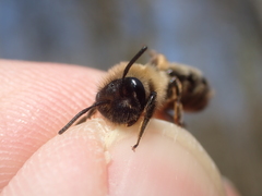 Andrena bimaculata