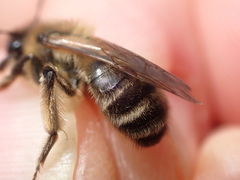 Andrena bimaculata