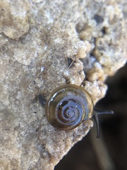 Stylommatophora
