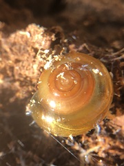 Gastropoda