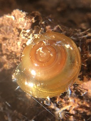 Gastropoda