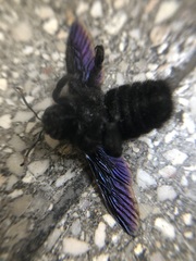 Xylocopa violacea