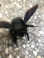Xylocopa violacea