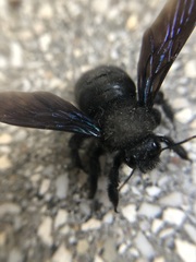 Xylocopa violacea