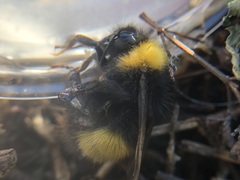 Bombus haematurus