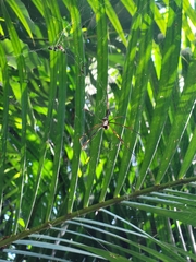 Trichonephila clavipes