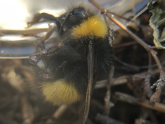 Bombus haematurus