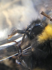 Bombus haematurus