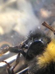 Bombus haematurus