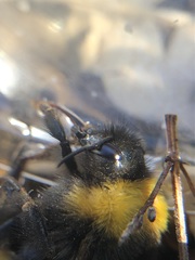 Bombus haematurus