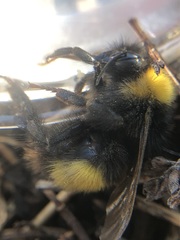 Bombus haematurus