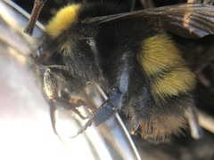 Bombus haematurus