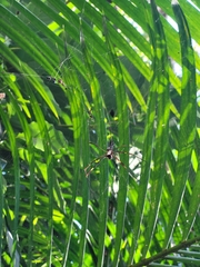 Trichonephila clavipes