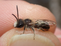 Andrena ventralis