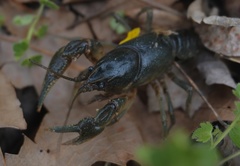 Cambarus reduncus