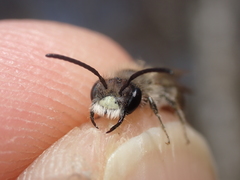 Andrena ventralis