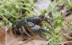 Cambarus reduncus