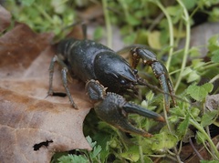 Cambarus reduncus