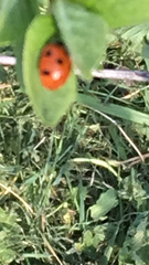 Coccinella septempunctata