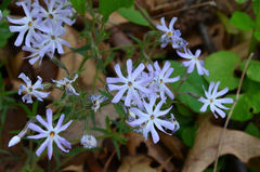 Phlox bifida