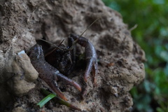 Distocambarus crockeri