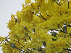 Handroanthus guayacan