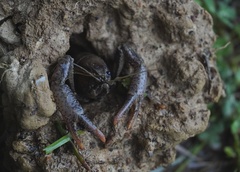 Distocambarus crockeri