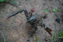 Distocambarus crockeri