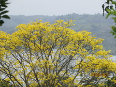 Handroanthus guayacan