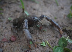 Distocambarus crockeri