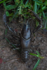Distocambarus crockeri