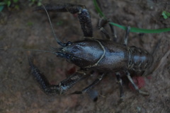 Distocambarus crockeri