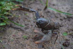 Distocambarus crockeri