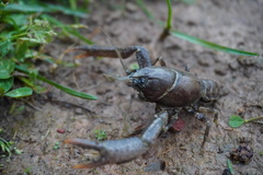 Distocambarus crockeri