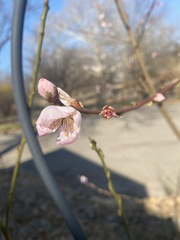 Prunus