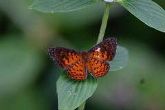 Parvospila lucianus