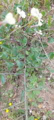 Raphanus raphanistrum