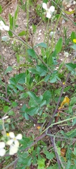 Raphanus raphanistrum