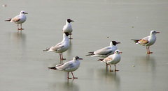 Chroicocephalus ridibundus