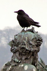 Corvus corone
