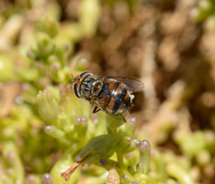 Copestylum longirostre